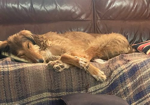 Adopted lurcher Norman asleep on the sofa