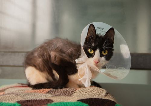 Cat Mole had alopecia caused by an allergy, making him almost bald.