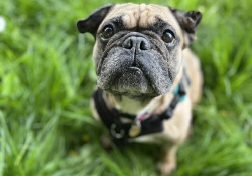 French Bulldog Mildred and her cauliflower ear