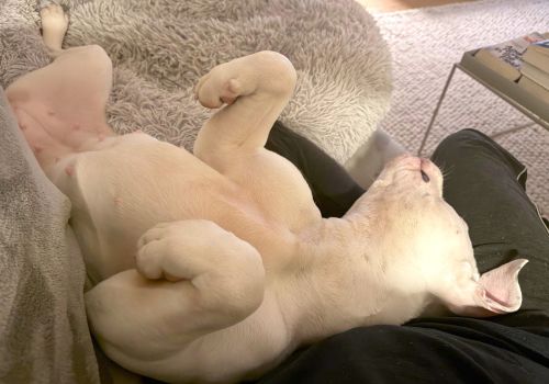 Kaya asleep in her foster home