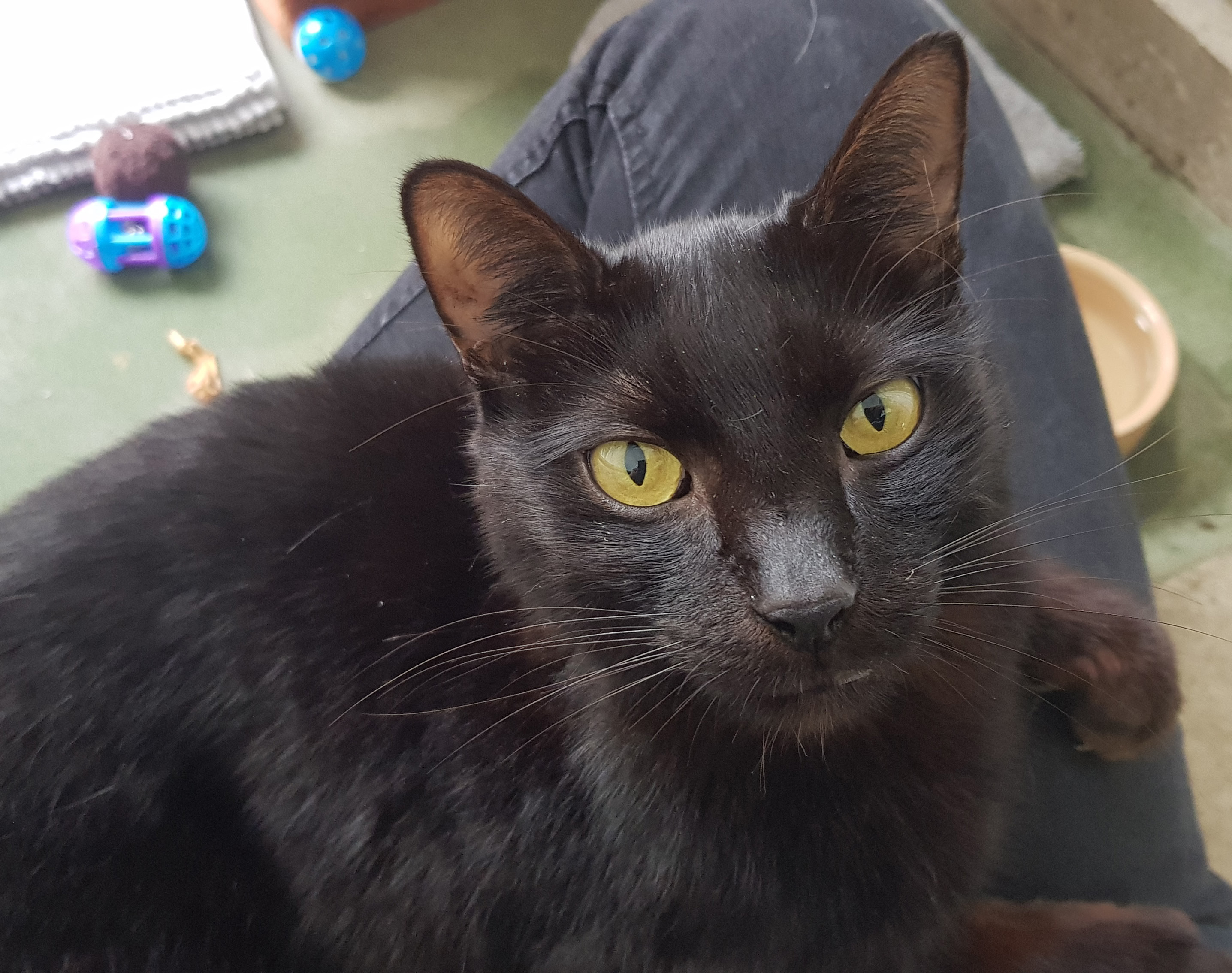 Black cat sitting on a lap in a cattery pod 
