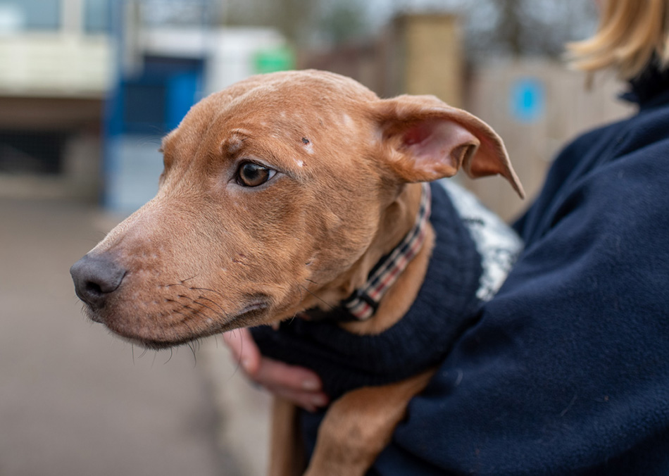 rescue dog puppy with scars on face 