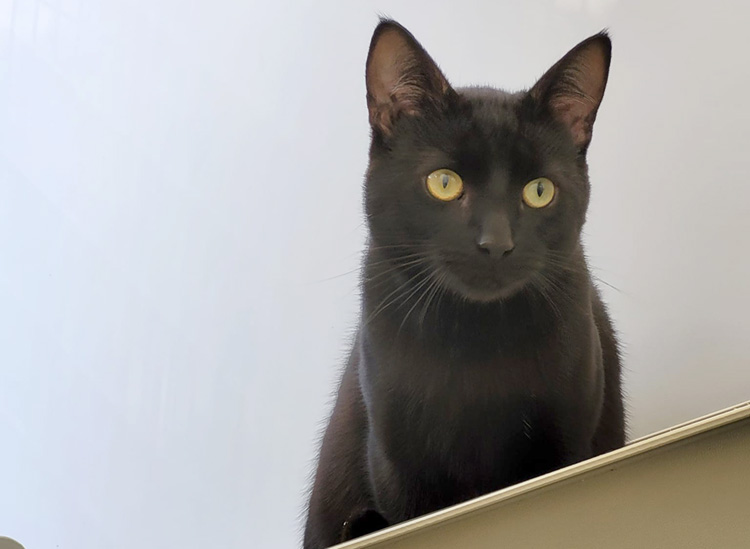 Black cat sat in their cattery pod 