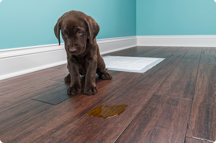 Puppy looking guilty after a toileting accident, or is he? 