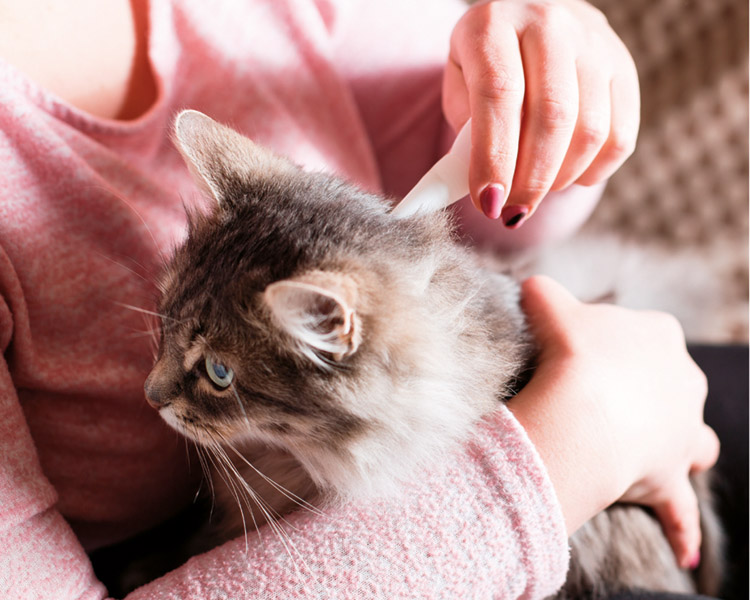 Cat having flea treatment to the back of their neck 