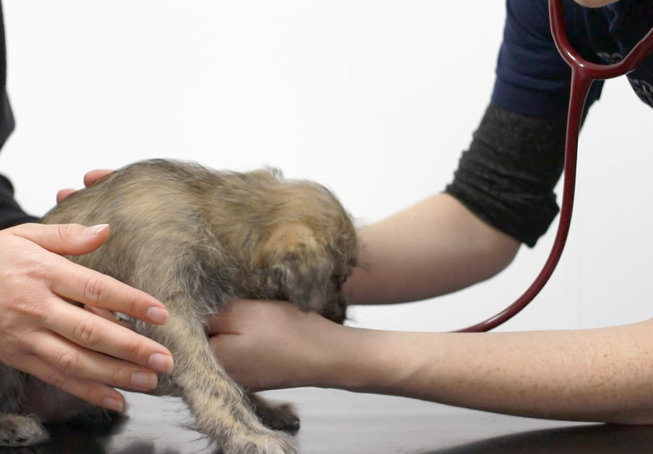 Vet listening to a puppy's heartbeat with a stethoscope 