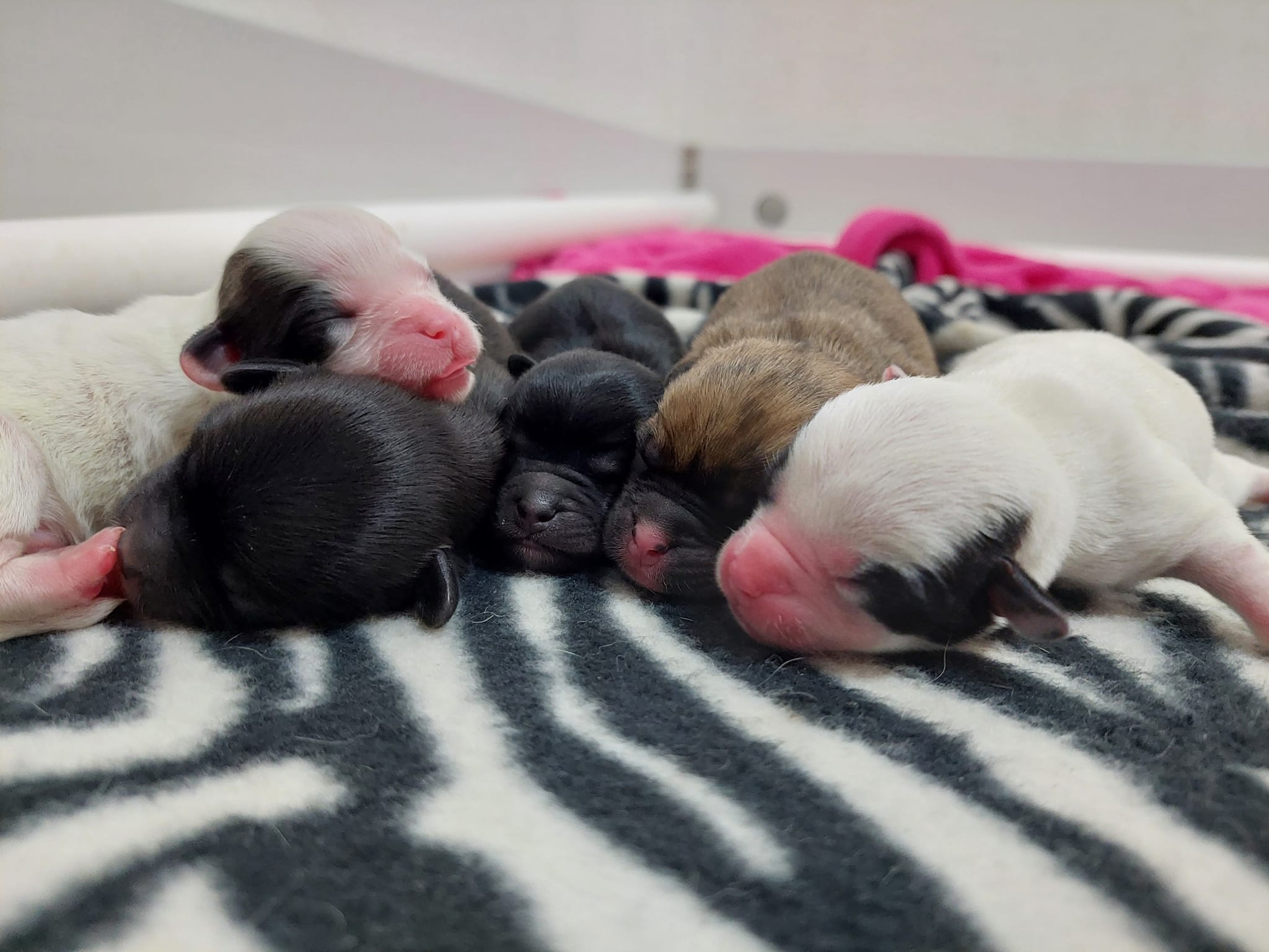 Litter of two-day-old puppies 
