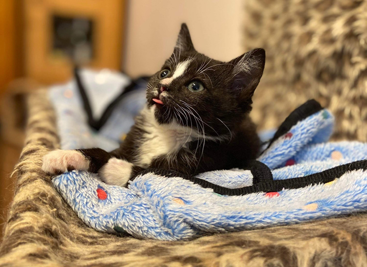 Kitten in a cosy bed 