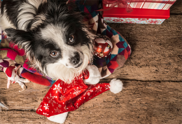 Dog with Christmas decorations 