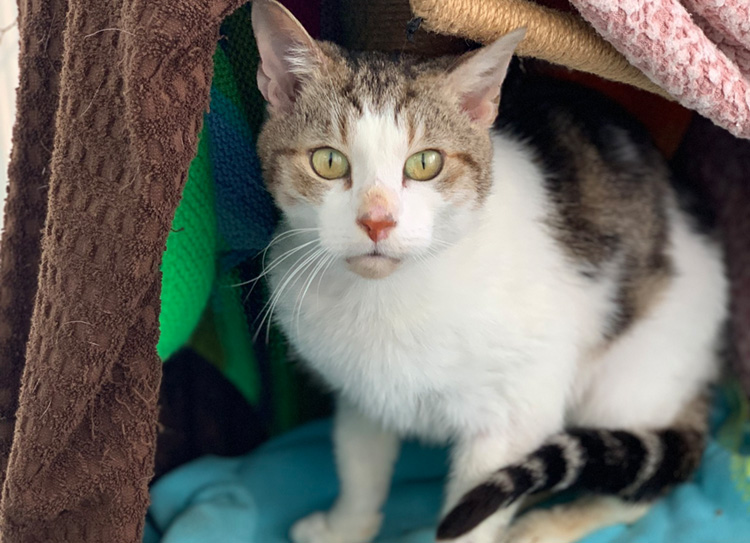 Pretty cat in a cattery 