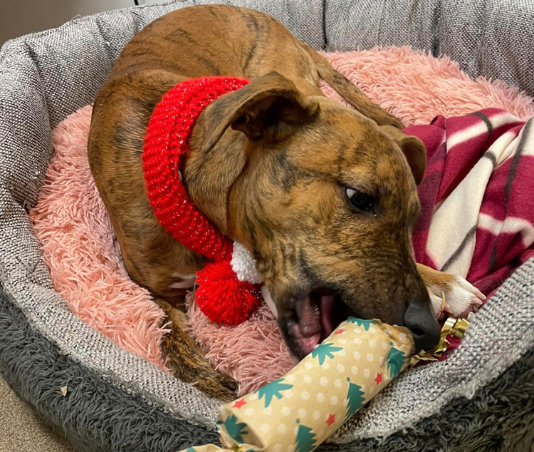 Dog opening a christmas cracker present 