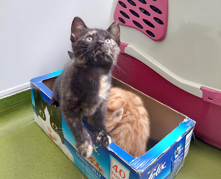 Kittens playing with a cardboard box 