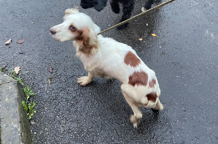 Malnourished spaniel dog 