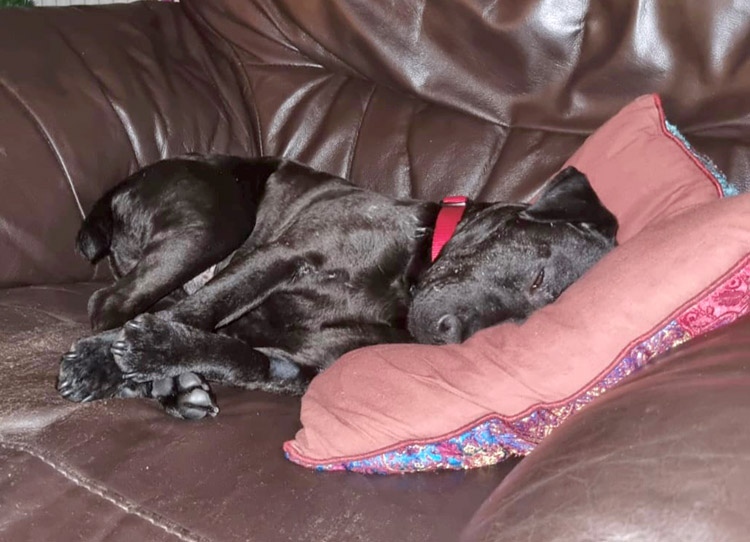 Pete the dog on the sofa_adopted photo 