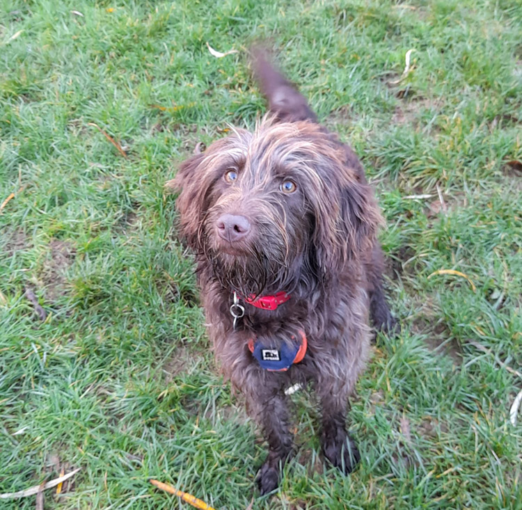 dog with harness wagging their tail 