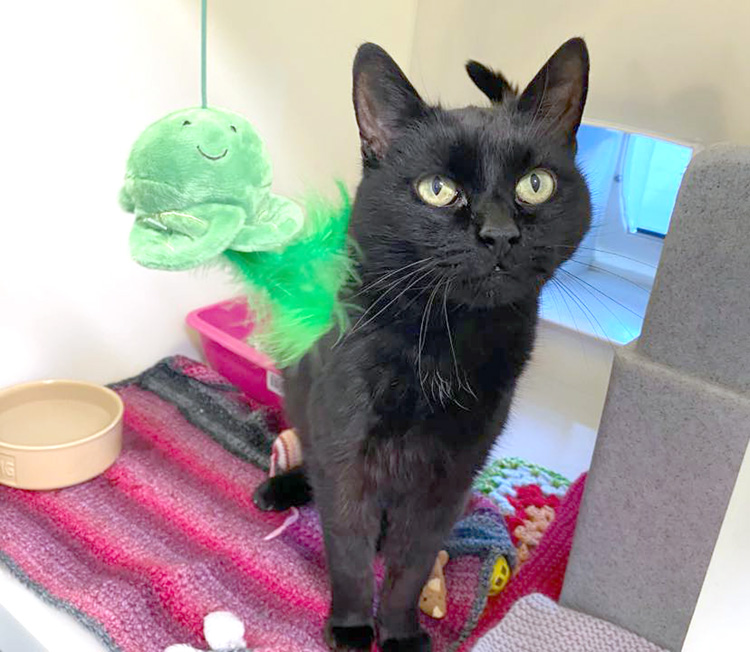 Black cat in a cattery pod with fish toy 