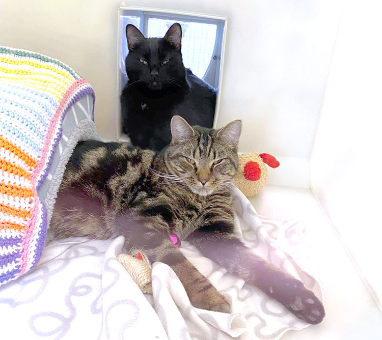 Pair of cats relaxing in a cattery pod 