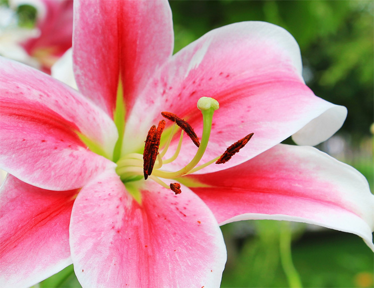 Lily_lilies are poisonous to cats 