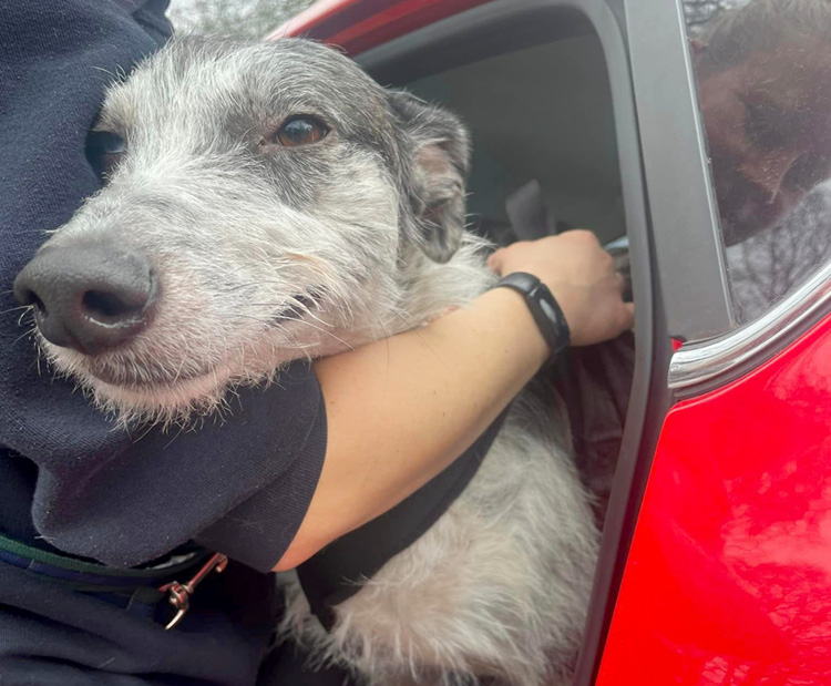 Dog in a car having a hug 