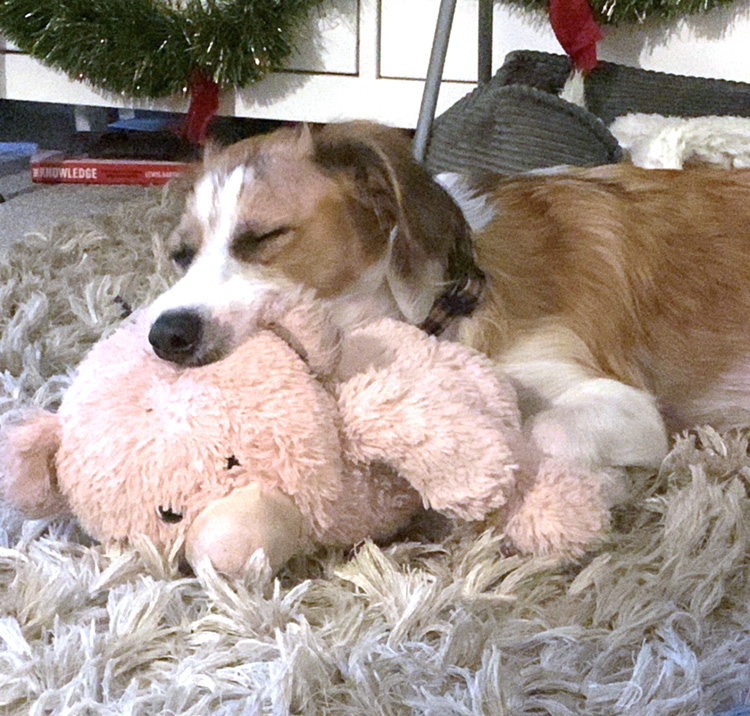 Dog asleep on his toy 