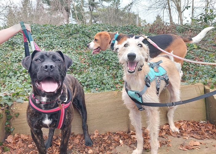 three dogs on a walk having a lovely time 