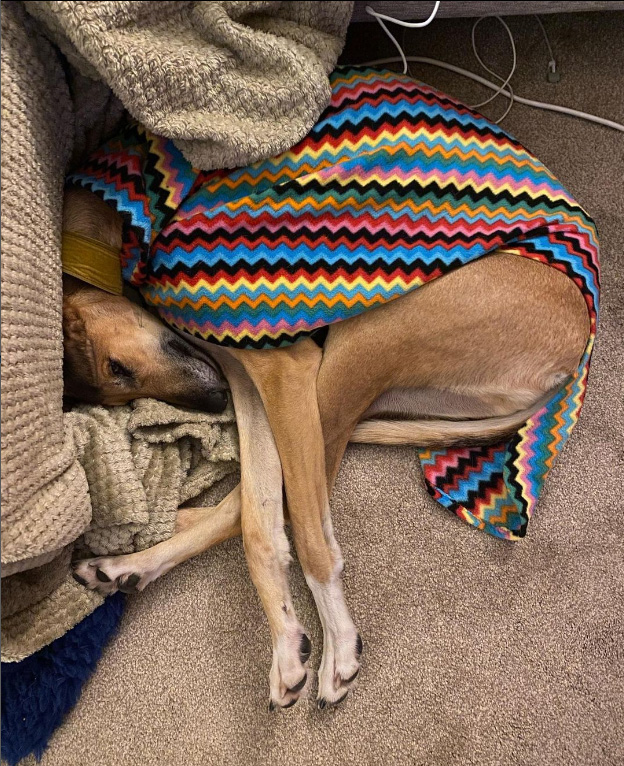 lurcher Alan sleeping in his PJs 