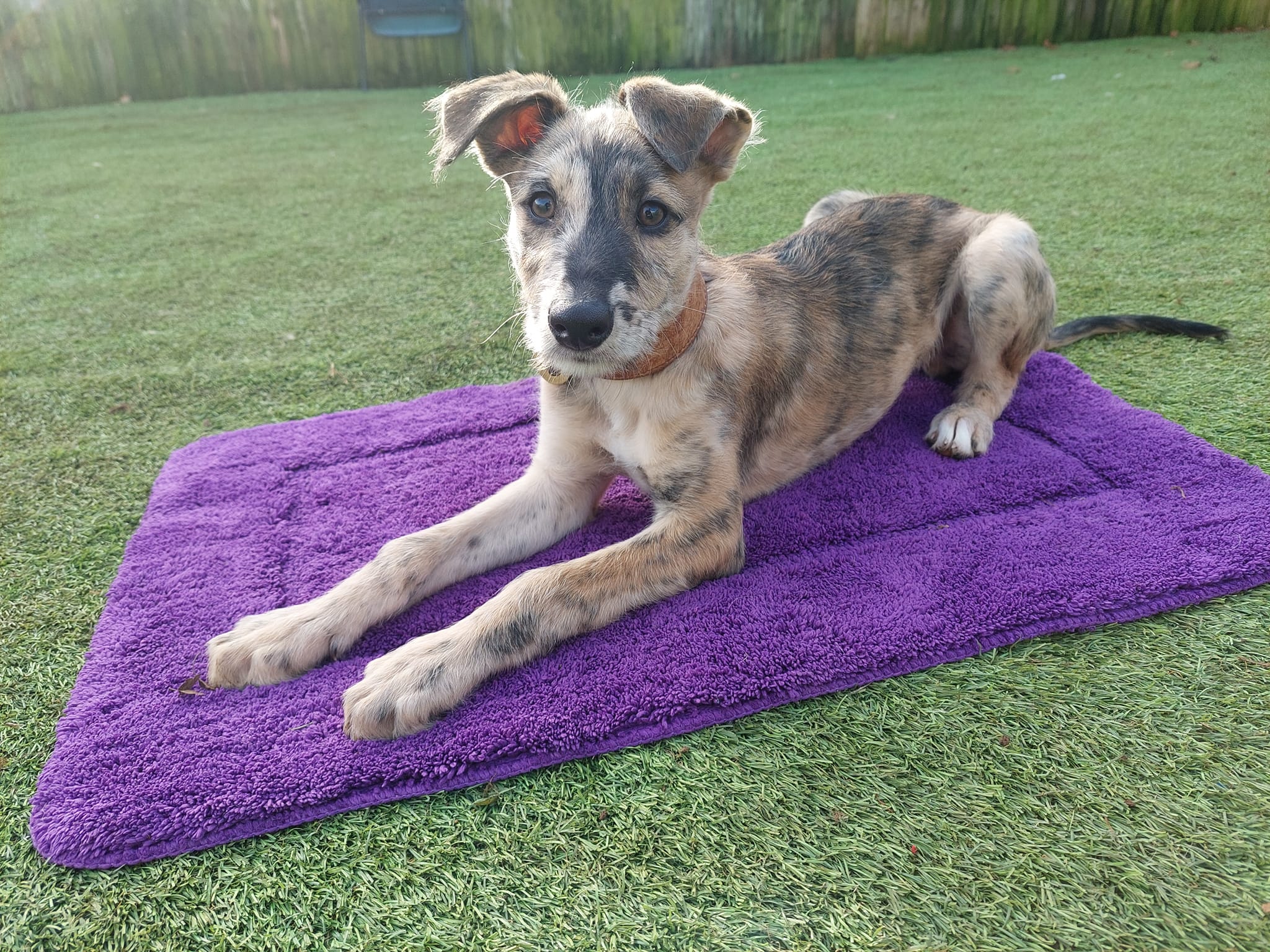 puppy lurcher dog on a mat 