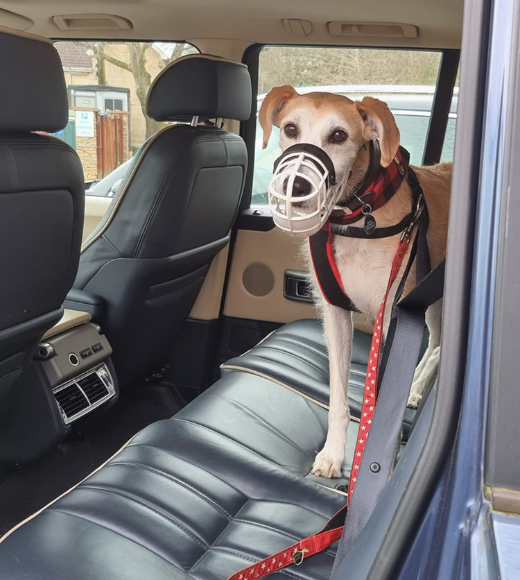 lurcher dog in the back of a car 