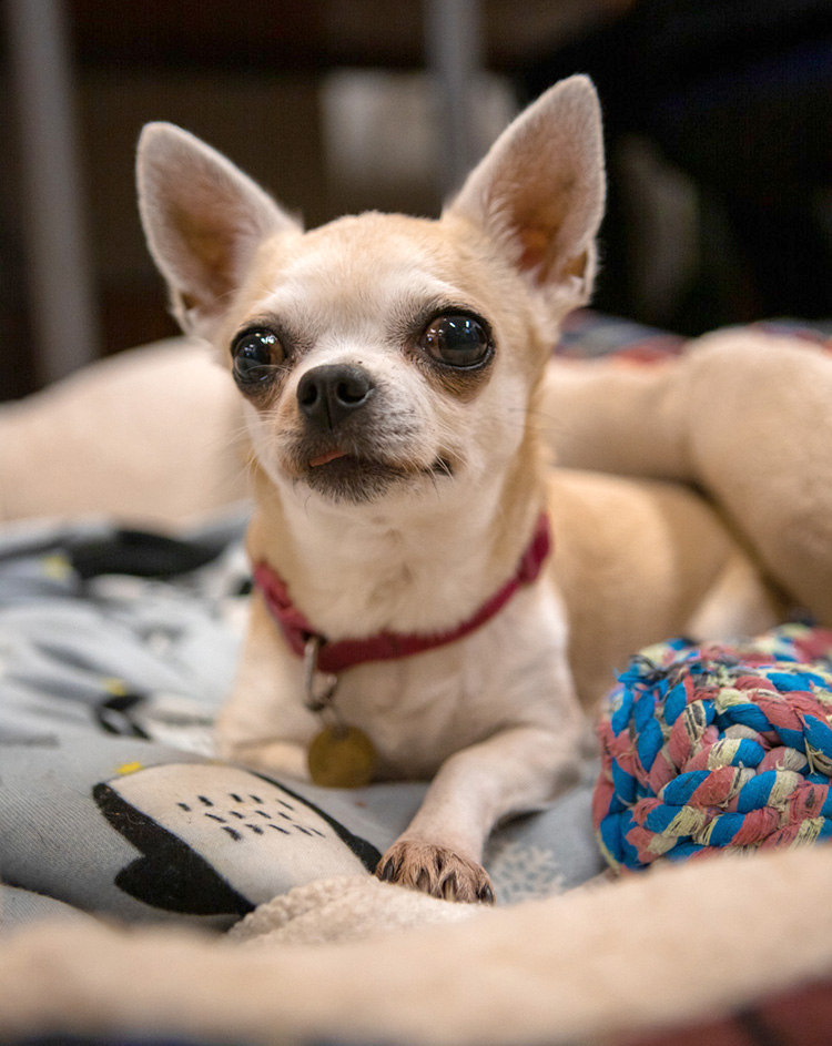 chihuahua with protuding eyes and dome-shaped head, a sign of poor breeding 