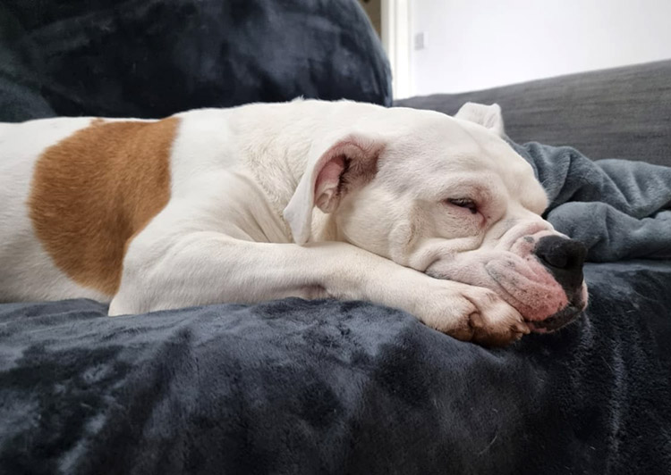 Bulldog Dahlia having a nap 