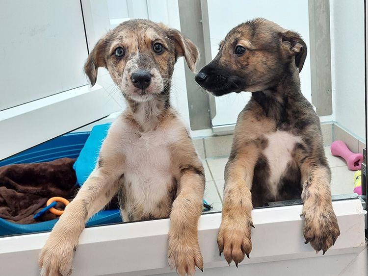 Two lurcher puppies leaning at kennel split door 