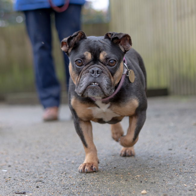 Frenchie Maggie  