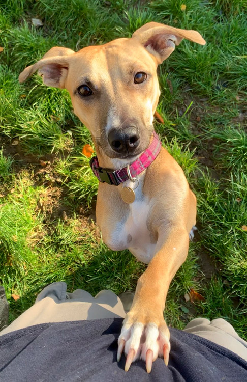 Three-legged dog with paw up 