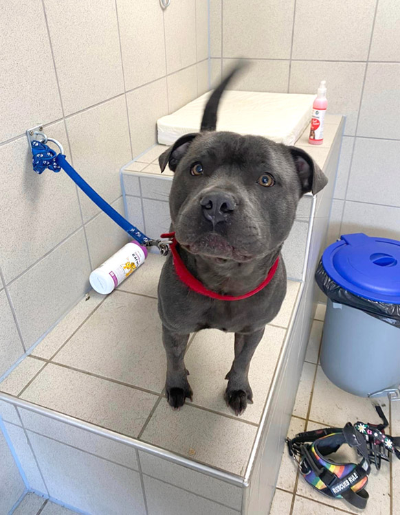 Happy grey staffie dog having a wash, very waggy tail 