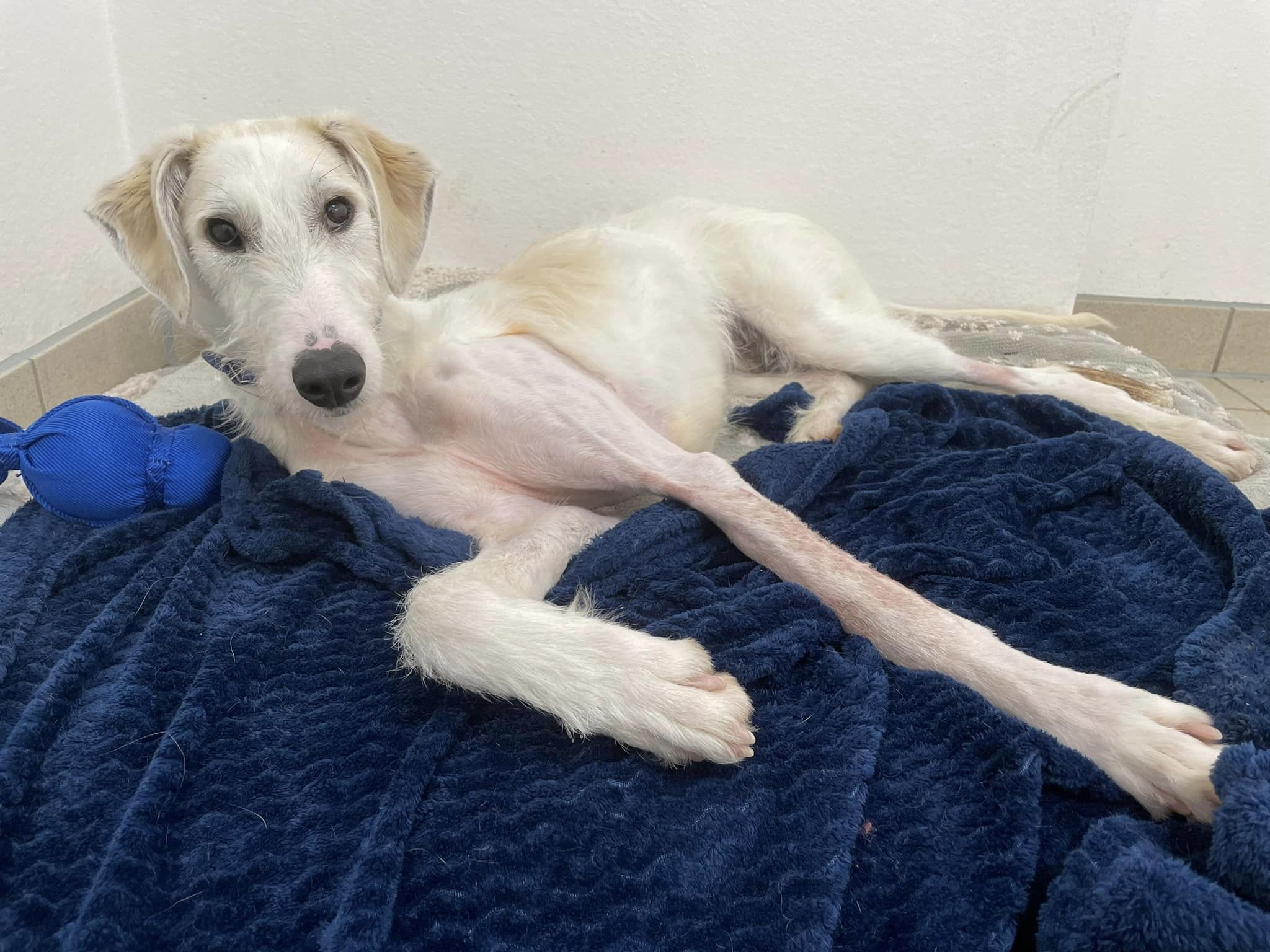 Cute dog recovering from a broken front leg 