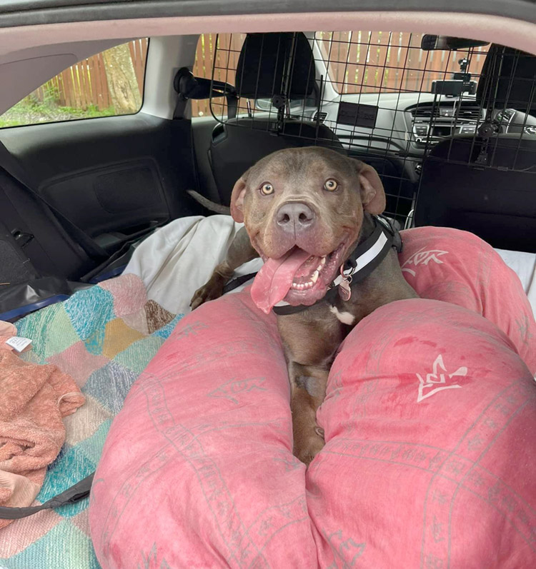 Happy American Bulldog dog in car 