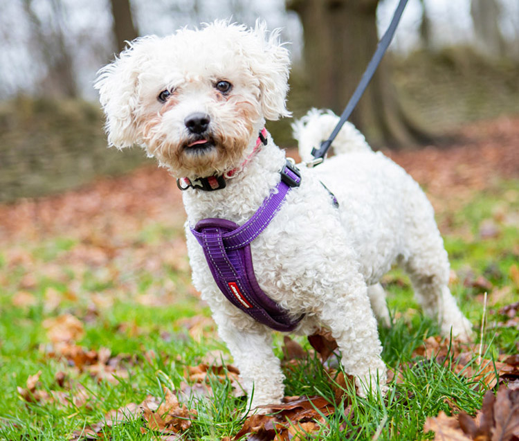 walking cute dog on a harness and lead 