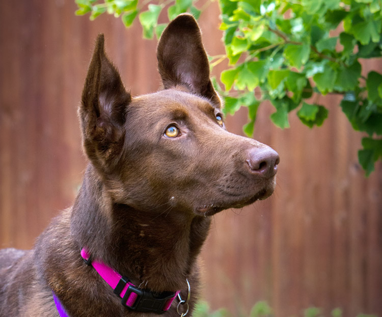 Peggy the german shepherd dog 