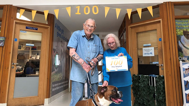 Celebrating the 100th dog adoption this year 