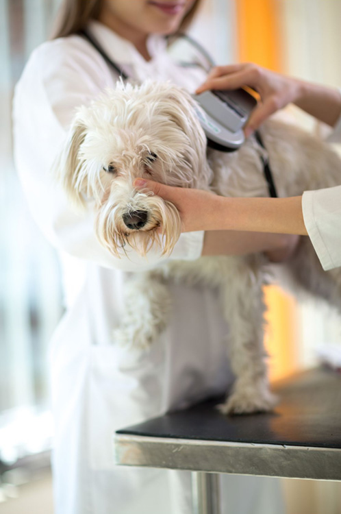 Dog having a microchip checked 