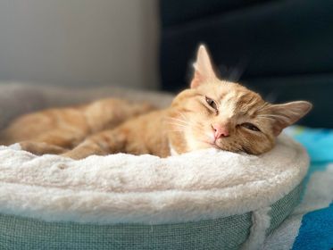 ginger cat lying in bed looking very comfy 