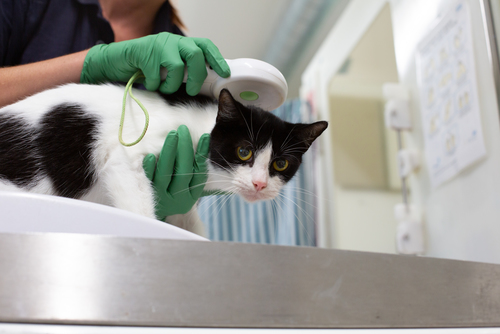 Pets at home microchipping deals cost