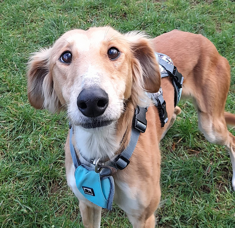 Worried dog saluki lurcher 