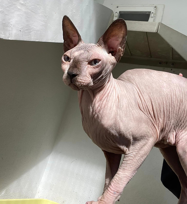 Sphynx cat in rescue cattery 