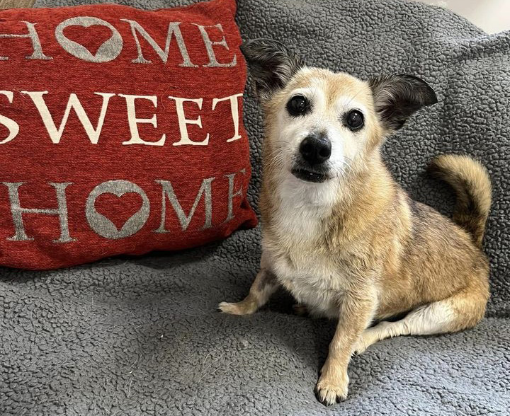 Jack Russell Lucy in our real-life room 