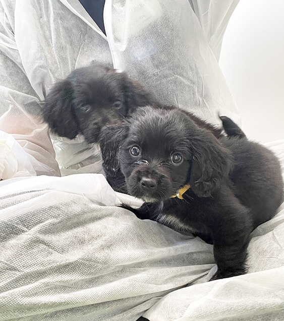 Two abandoned puppies in a rescue centre 