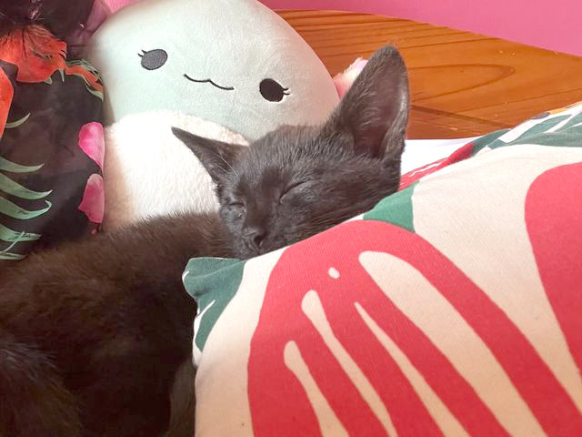 Black kitten snoozing amongst his toys 