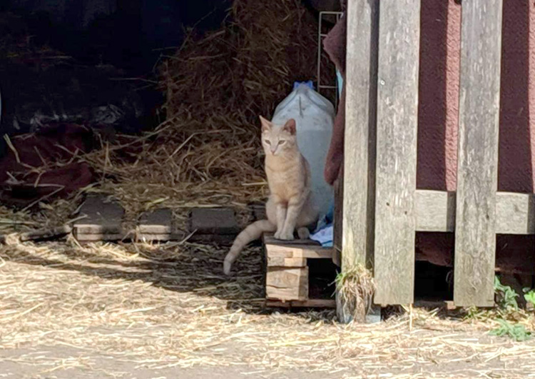 Farm cat free-roaming cat Mocha in her barn 