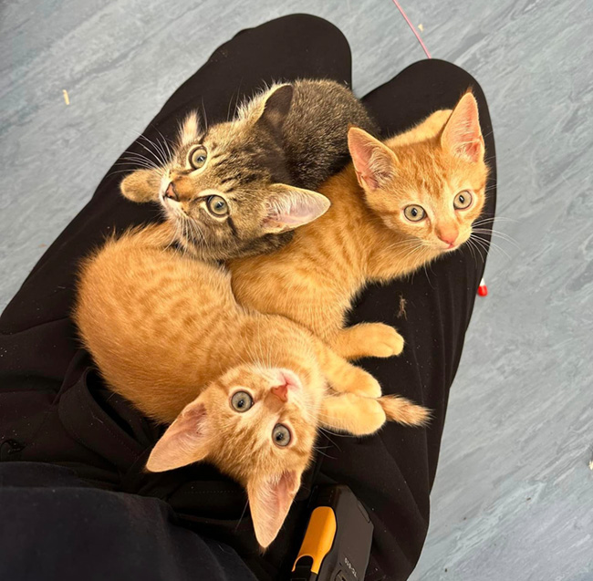 Buffy's kittens on a lap, all adopted cats 