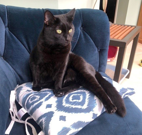 Black cat looking relaxed sitting on a cushion on a sofa. 